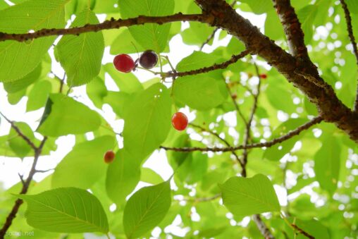 ソメイヨシノで見つけた実