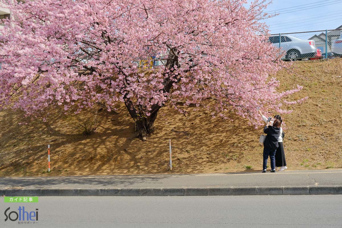 桜を撮る人