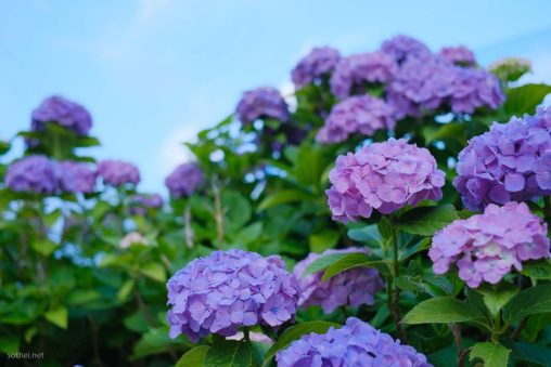 紫の紫陽花畑