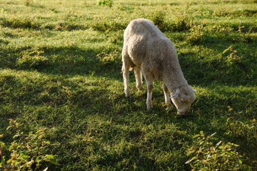 草を喰む羊