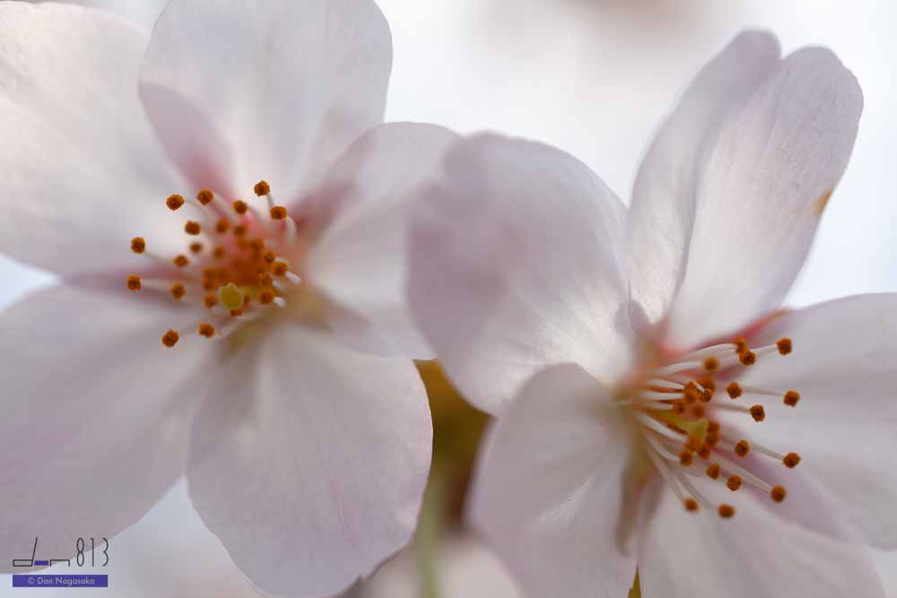 ソメイヨシノ・桜の花びら