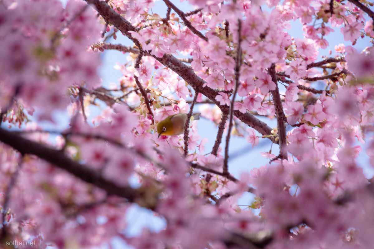 満開の河津桜の蜜を吸うメジロ