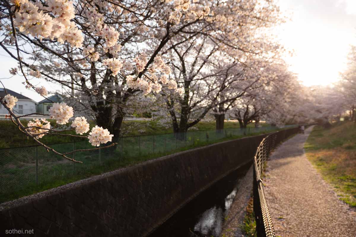 稲城市の大丸谷戸川の桜並木
