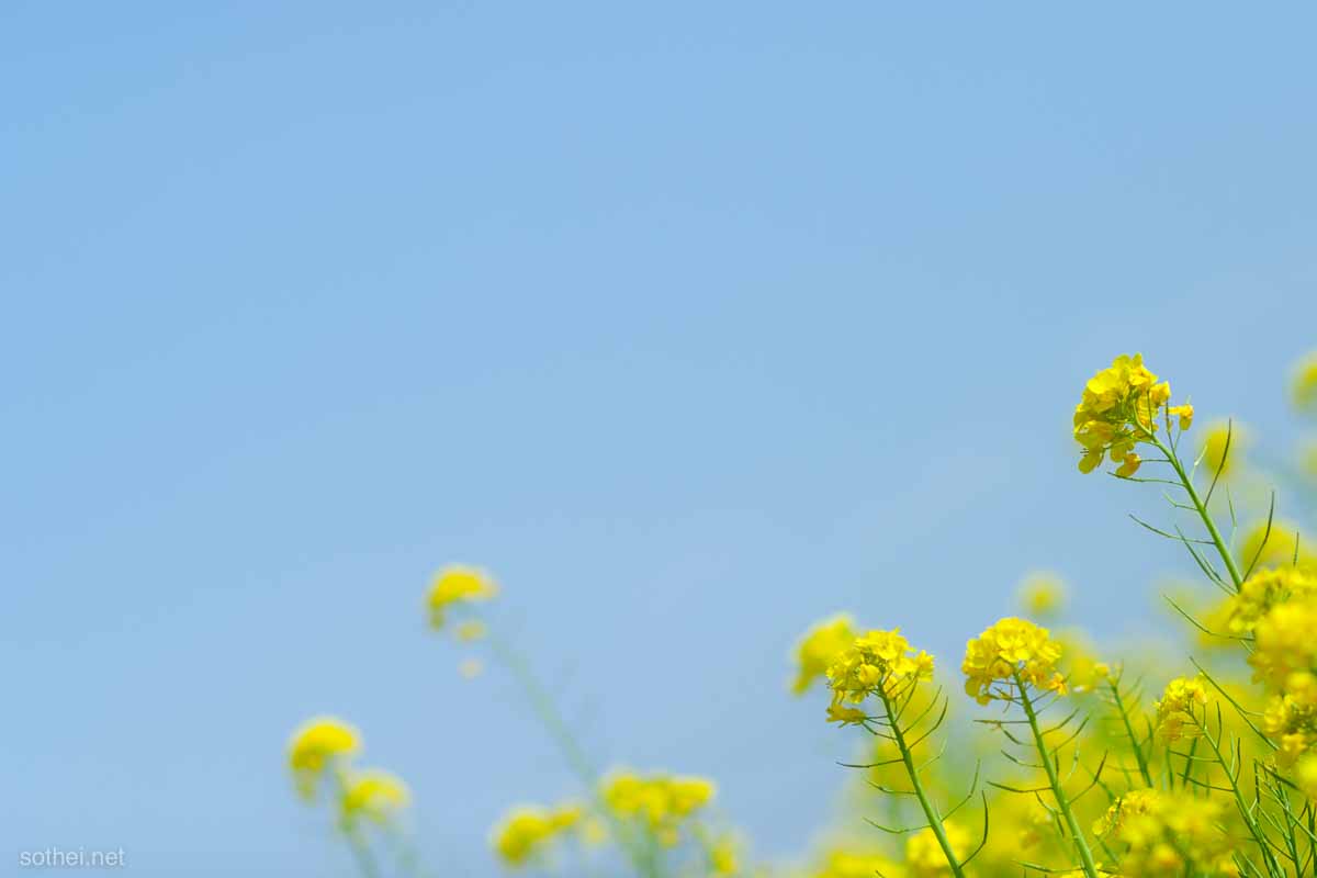 菜の花と青空