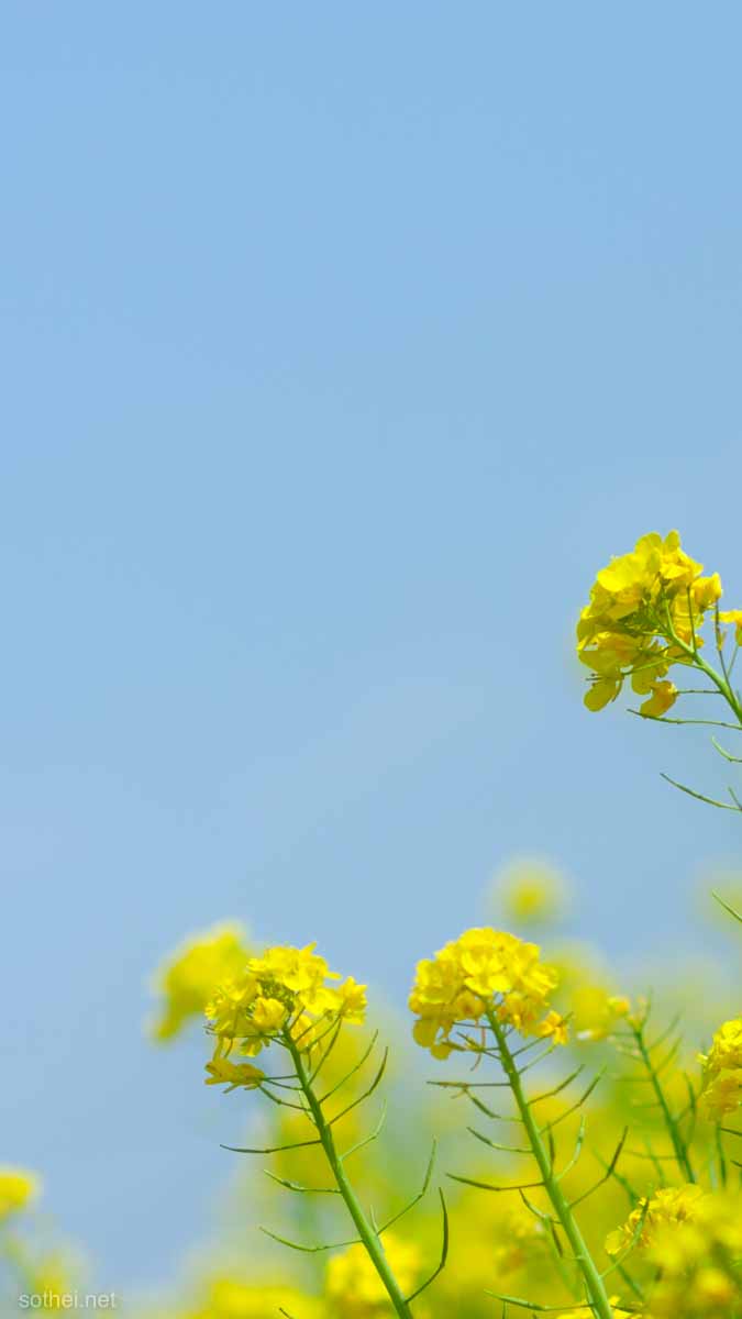 スマホ背景用の菜の花と青空