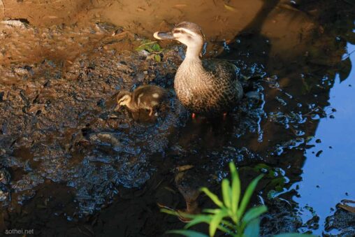 水辺のカモの親子