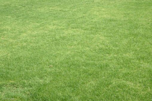 手入れされた芝生