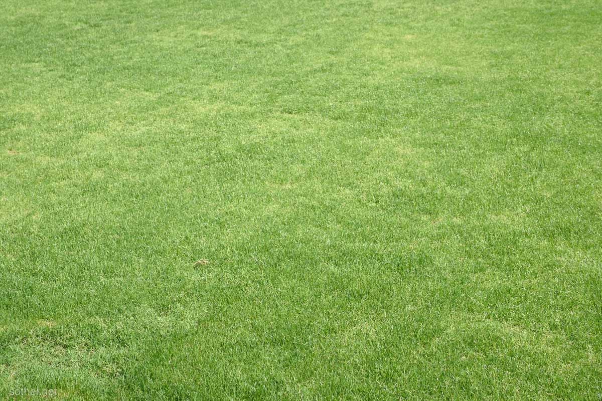 手入れされた芝生