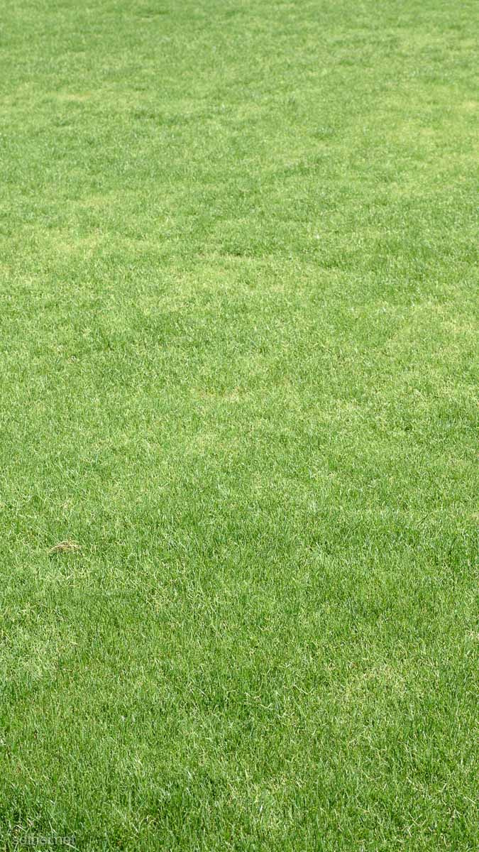 スマホ壁紙用・手入れされた芝生