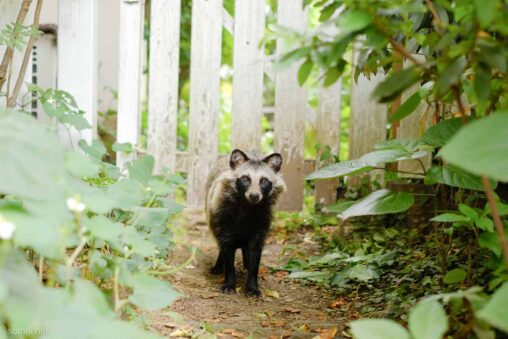 庭先にいた野生のタヌキ