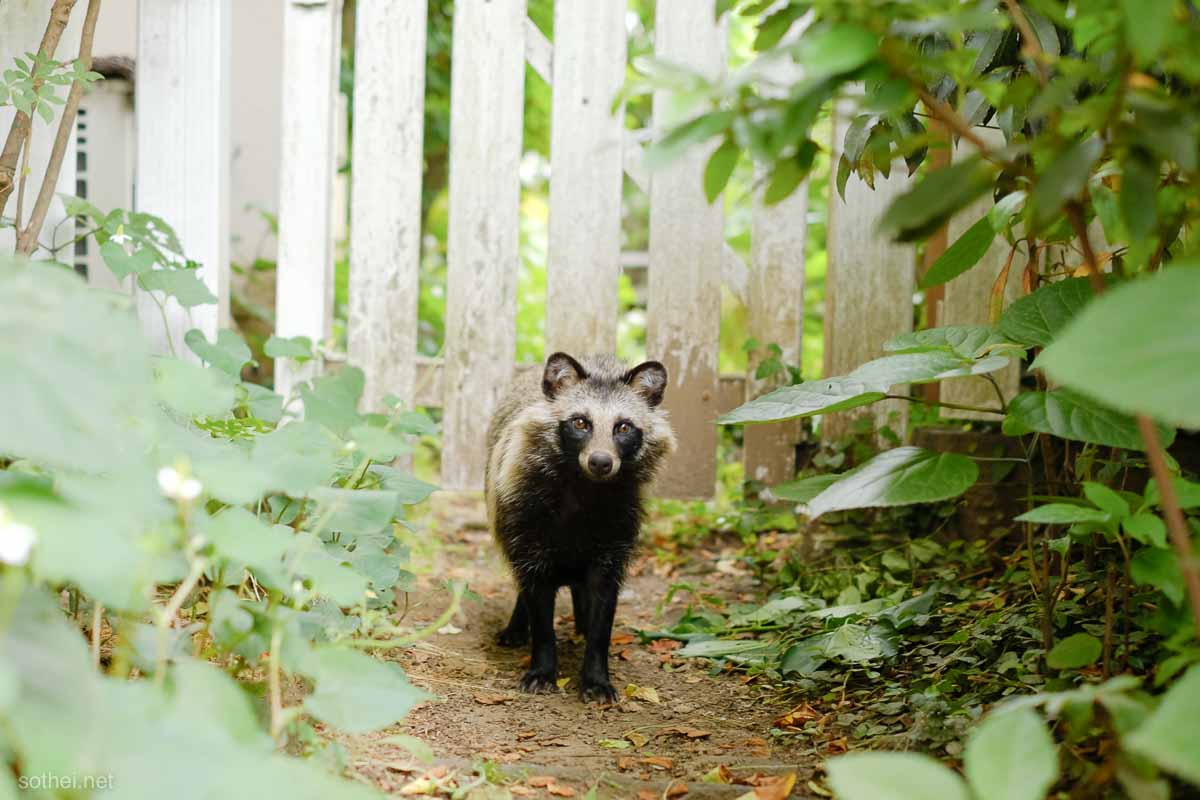 庭先にいた野生のタヌキ