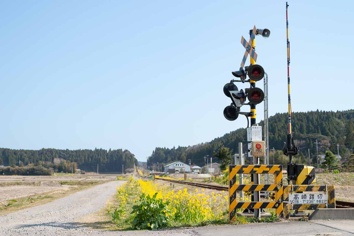 単線の踏切と菜の花