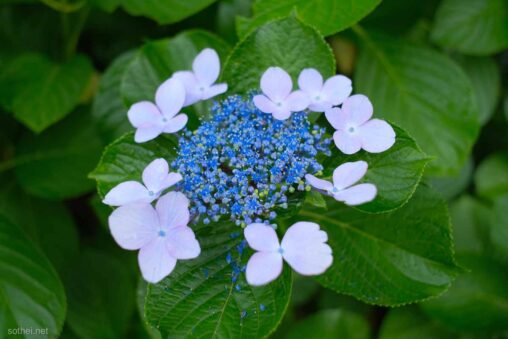 青い一輪のガクアジサイ