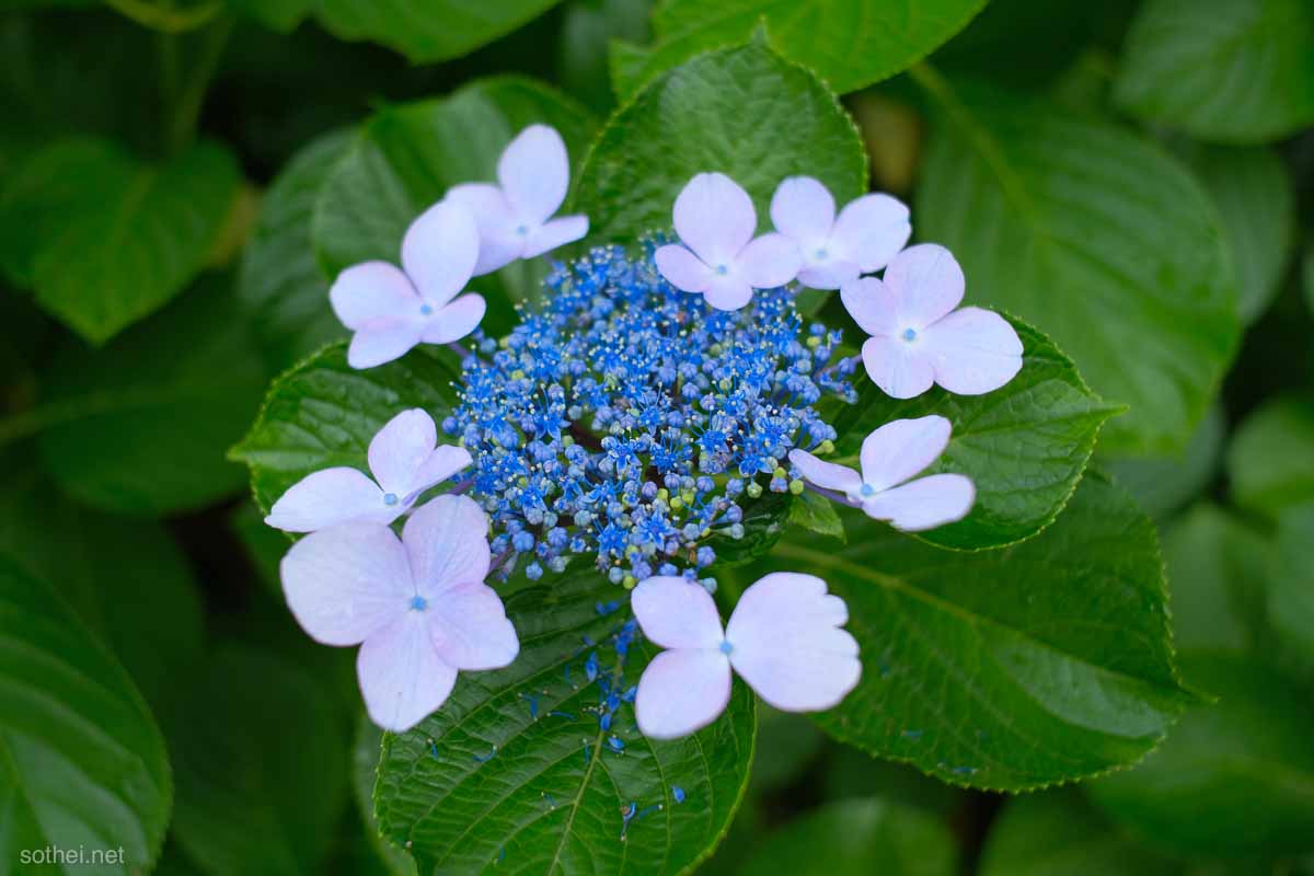 青い一輪のガクアジサイ