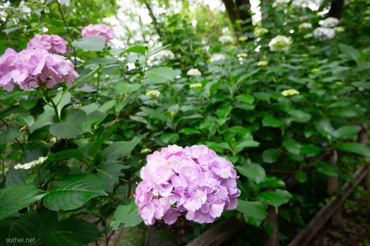 階段横に咲くピンクの紫陽花