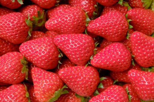 リアルいちご柄