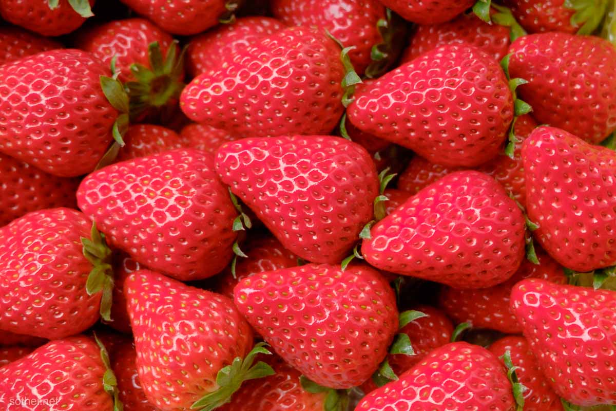 リアルいちご柄