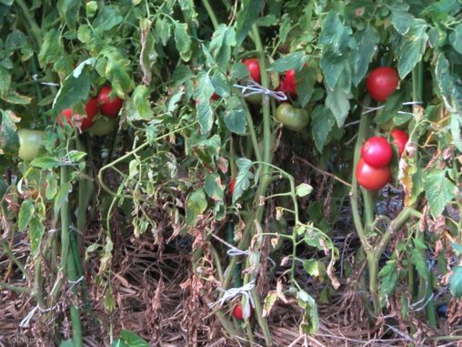 収穫前の赤いトマト