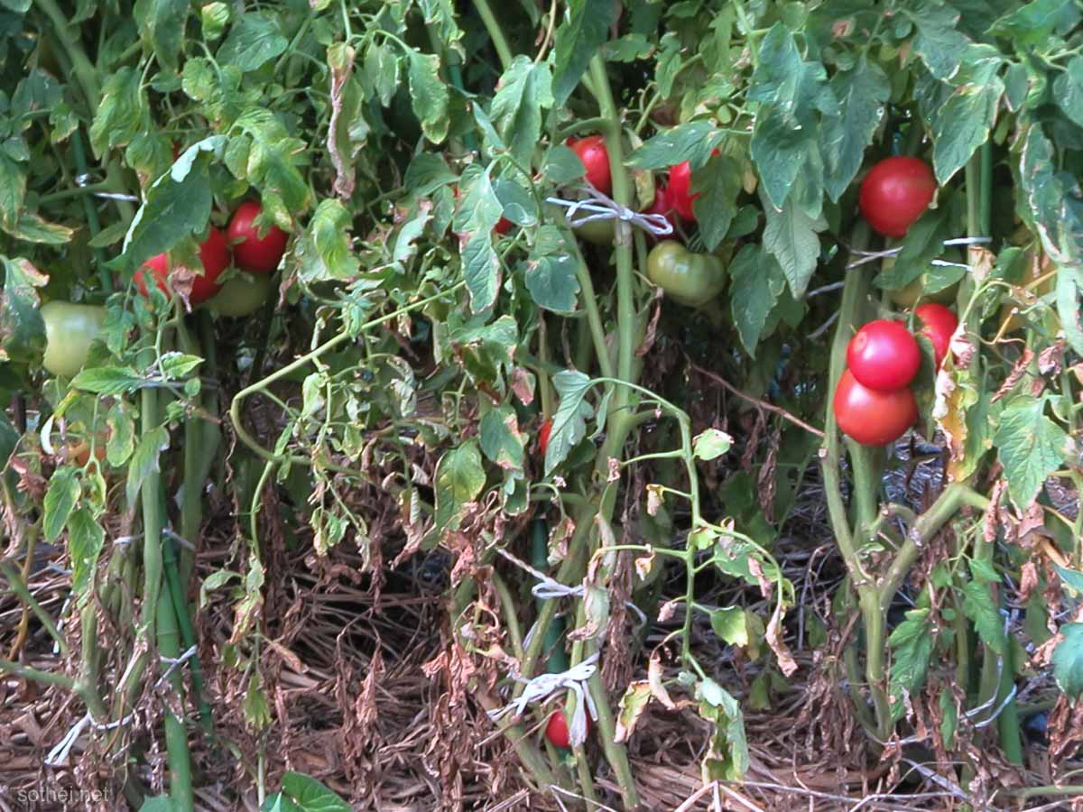 収穫前の赤いトマト