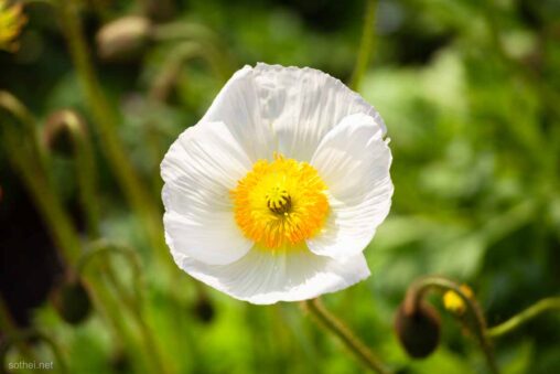 白い一輪のポピー
