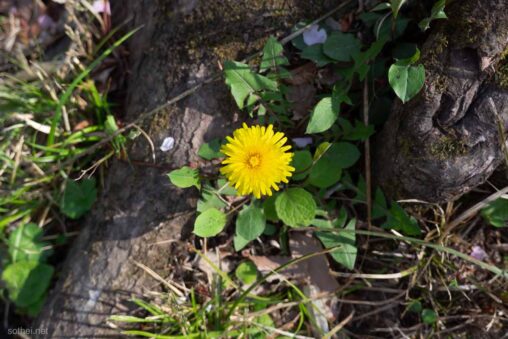 たんぽぽの花一輪
