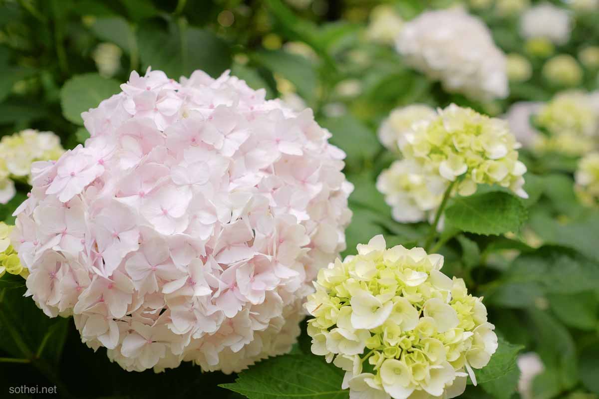 パステルピンクの紫陽花