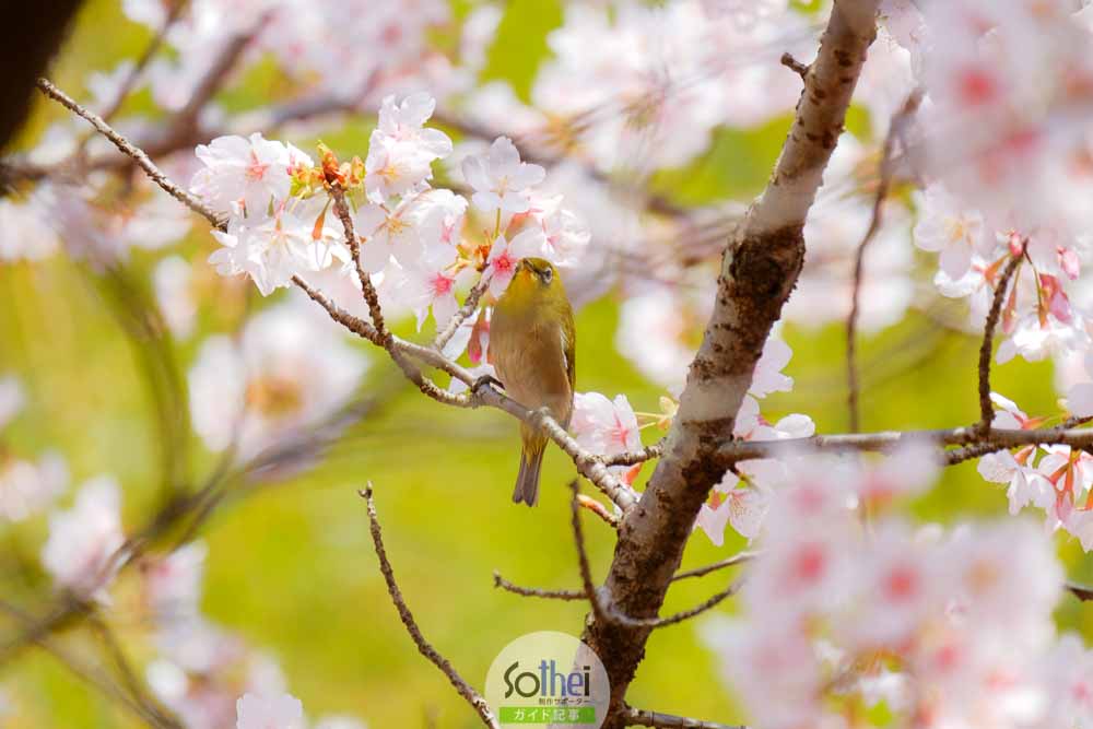 メジロと満開の桜