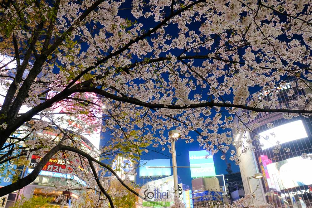 渋谷駅前広場の夜桜