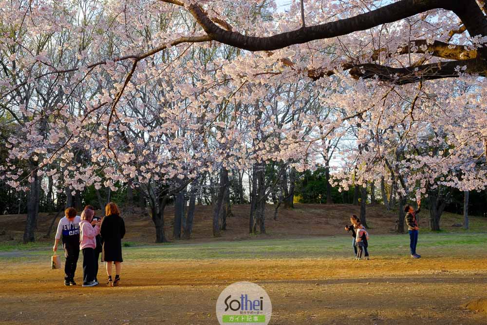満開の桜の公園スナップ
